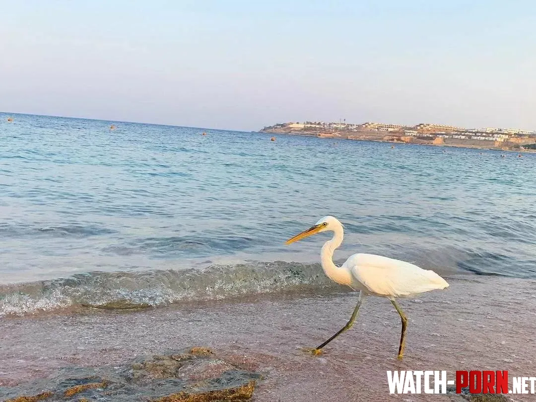 A bird walks along the beach in Egypt by ert12tr