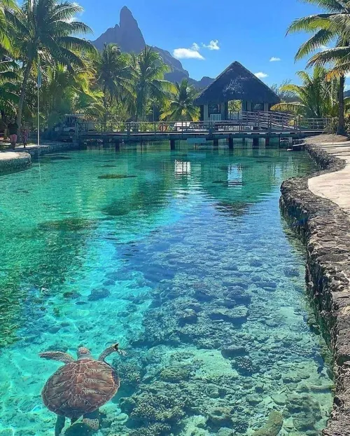 Thumbnail Ultimate Guide: Choosing the Perfect Travel Buddy for a Week in Bora Bora by Mosang06