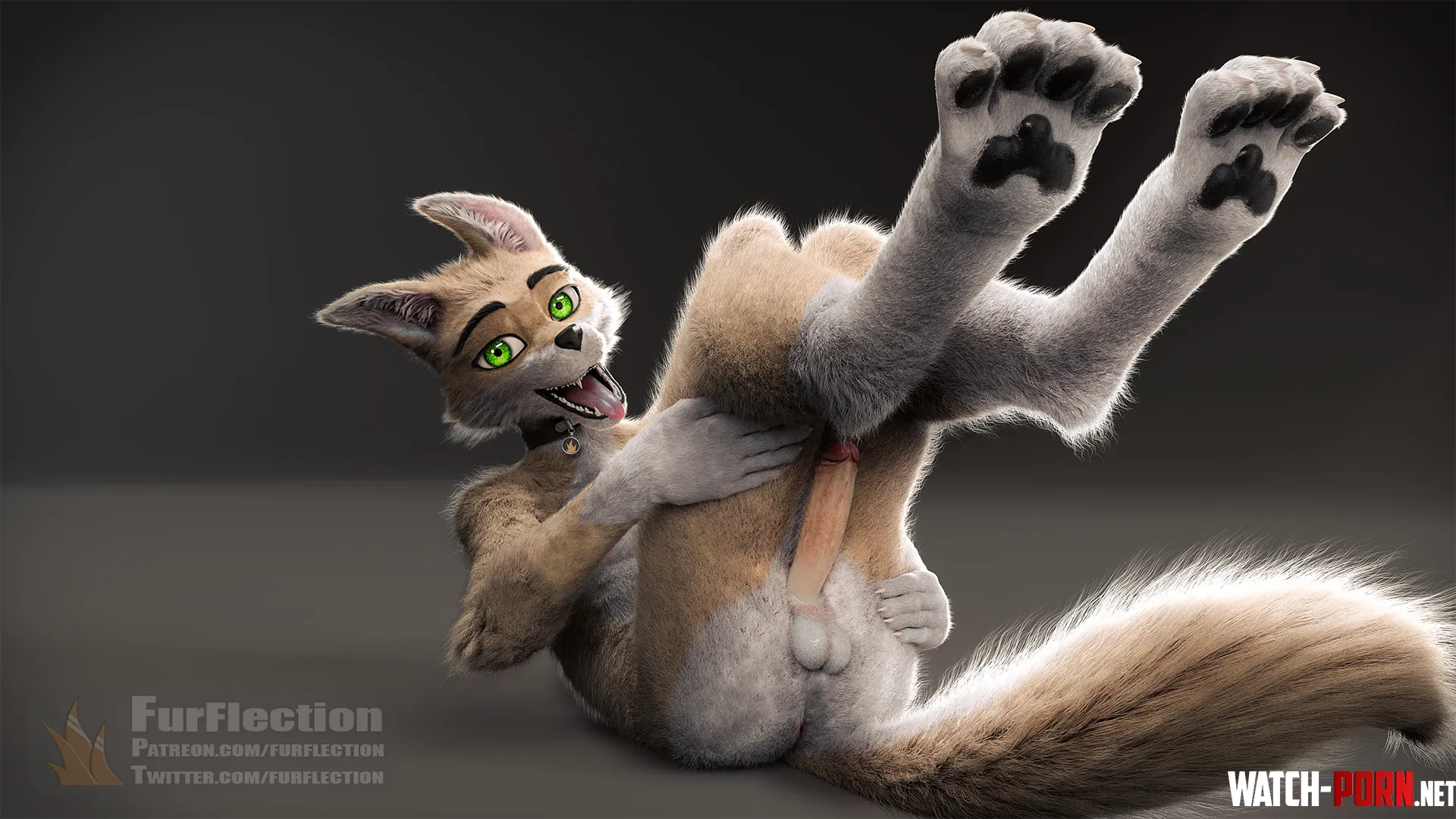 Paws furflection M by furflection