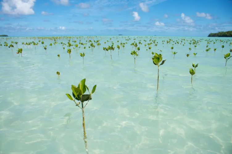 Thumbnail Experience Mangroves at Funafuti Tuvalu Beach