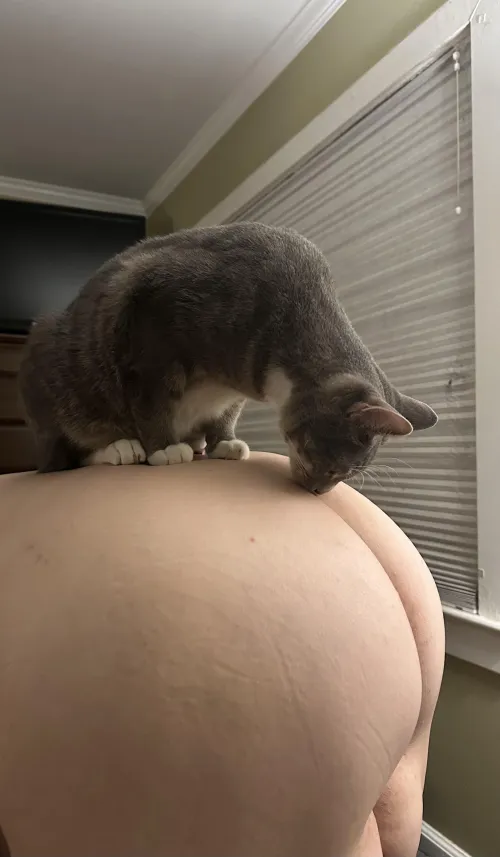 Thumbnail Seductive Display: Kitty and Ass by hotmarriedbbw