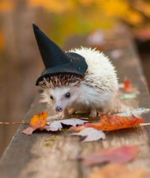 Thumbnail Happy Spooky Month Everyone: Furry Fun by wally_graham
