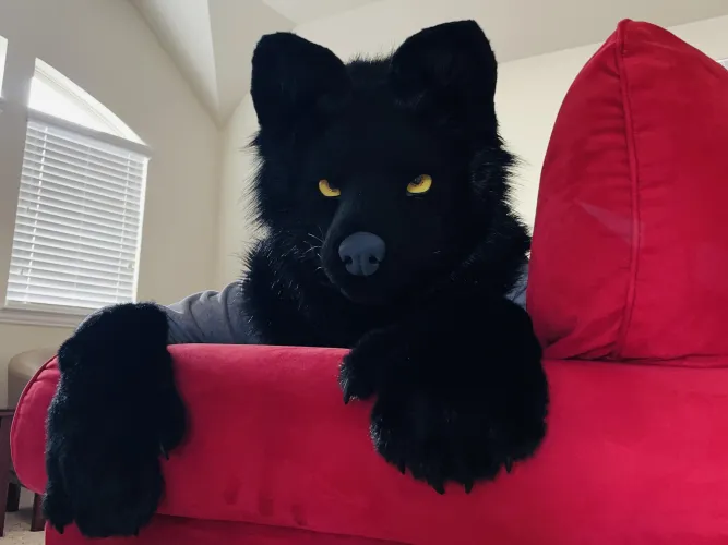 Thumbnail Intriguing Encounters: A Wolf on Your Couch - Wyd? by alp1neeeee