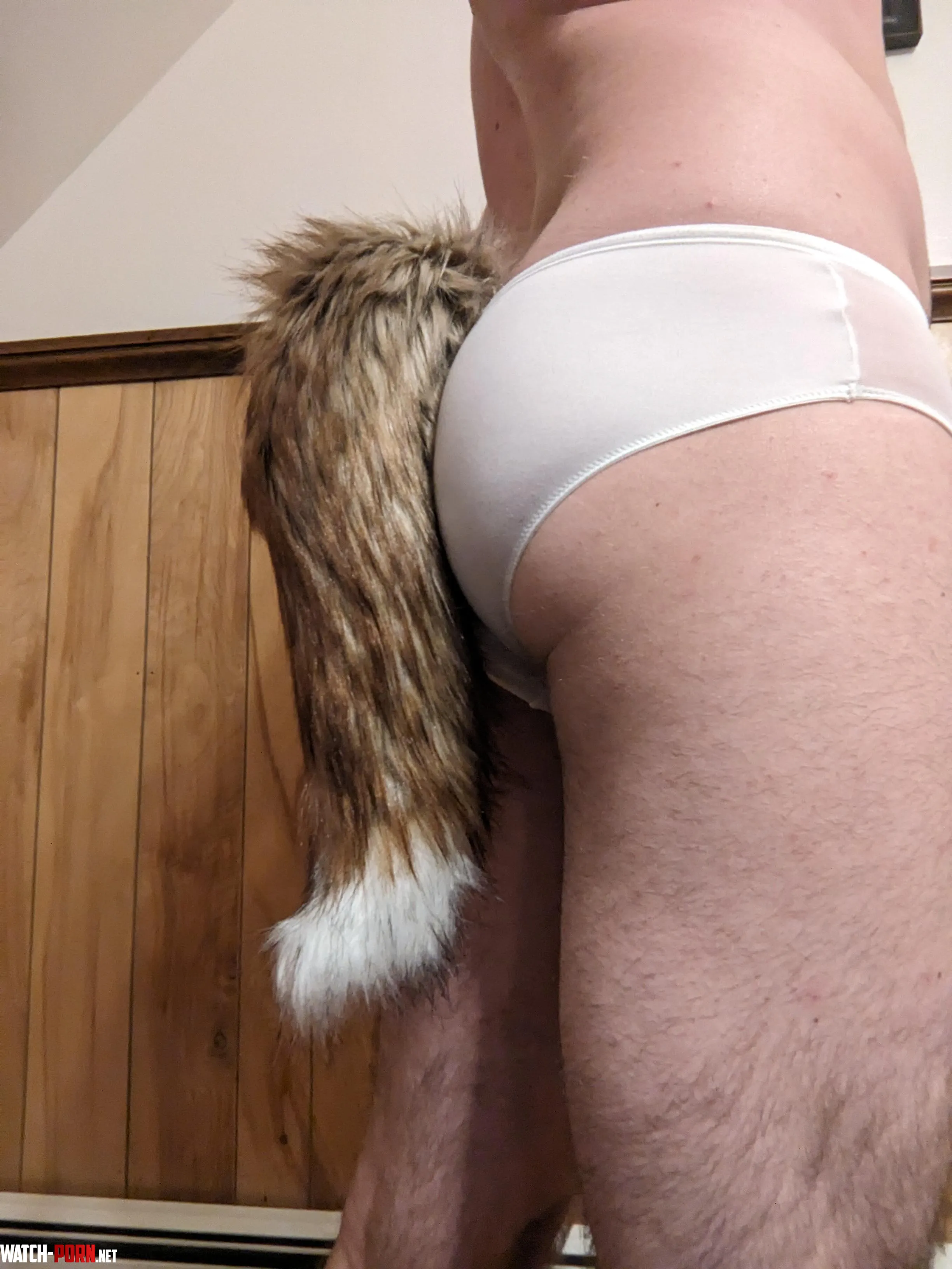Who likes fox boys in panties by Alternate-Rooster
