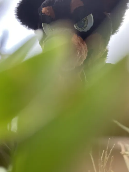 Thumbnail Peekaboo! Observing Furry Secrets with FelixzeBear