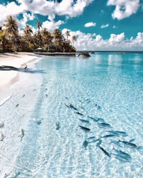 Thumbnail Discover the Beauty of Maldives Beaches with Heavy_Housing_8690