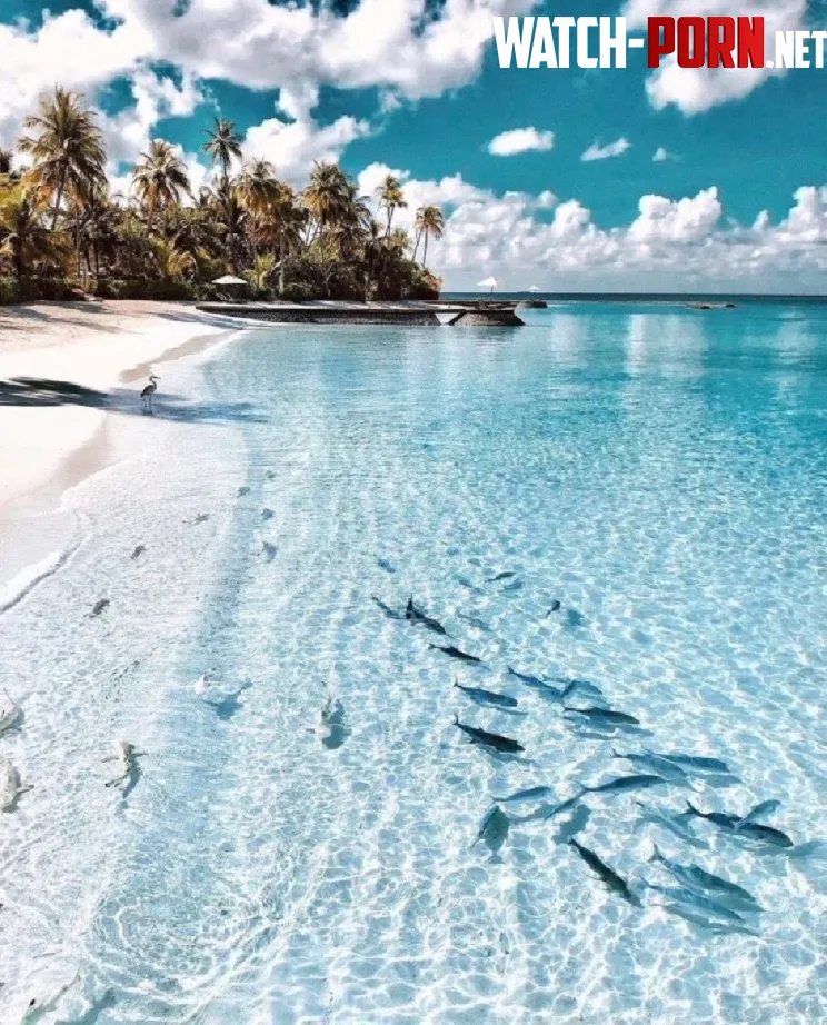 Beach in Maldives by Heavy_Housing_8690
