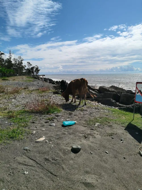 Thumbnail Witness a Cow Encounter on the Beach: Tangcityshop