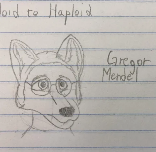 Thumbnail Gregor Mendel as a Furry: Playful Spin by Kassler_Scott in Furry Art