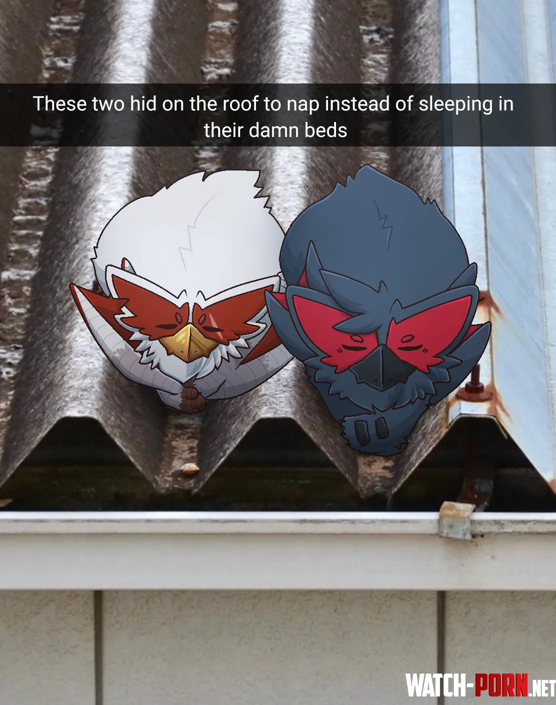 These two cugas decided to hide on the roof and nap there instead of sleeping on their beds by Used_Dimension1555