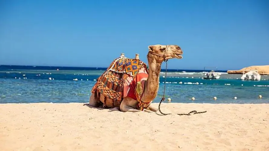 Thumbnail Encounter with a Camel on the Beach Egypt | Beach Category