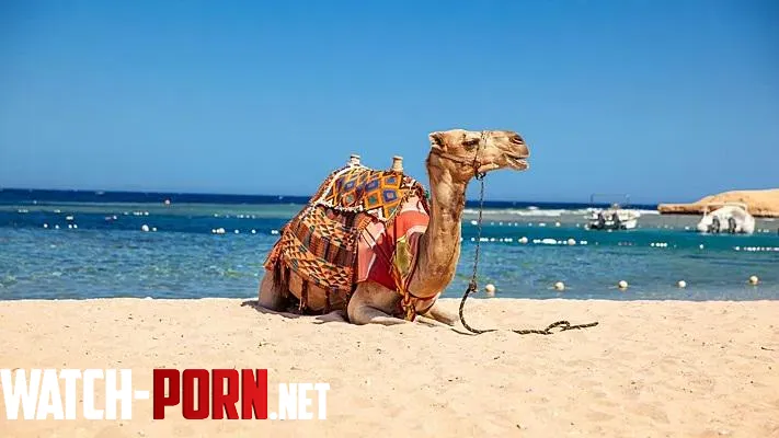Camel on the beach Egypt by hypoxia04