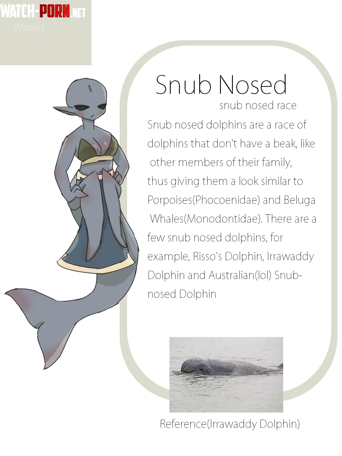 Made a Guide for my favourite type of dolphin the Snub Nosed Dolphin by Careful-Bug5665