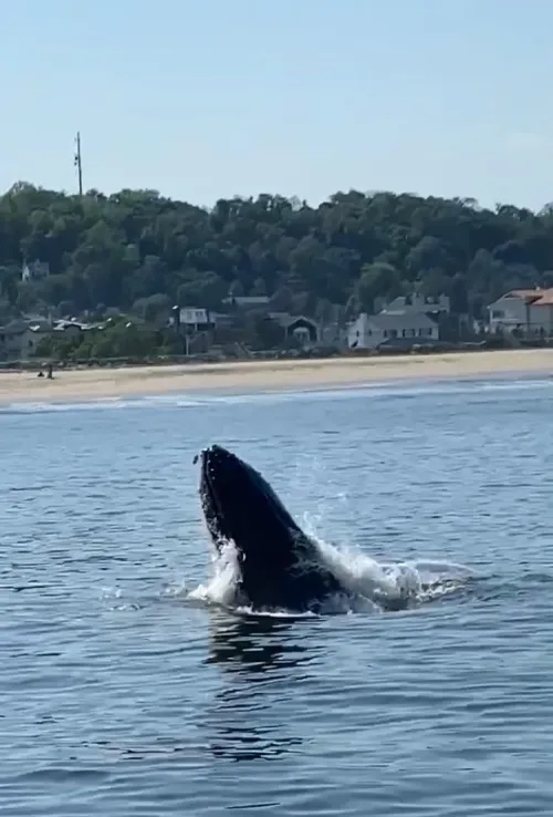 Thumbnail Witness Whales at Jersey Shore with bronxboy59's Insight