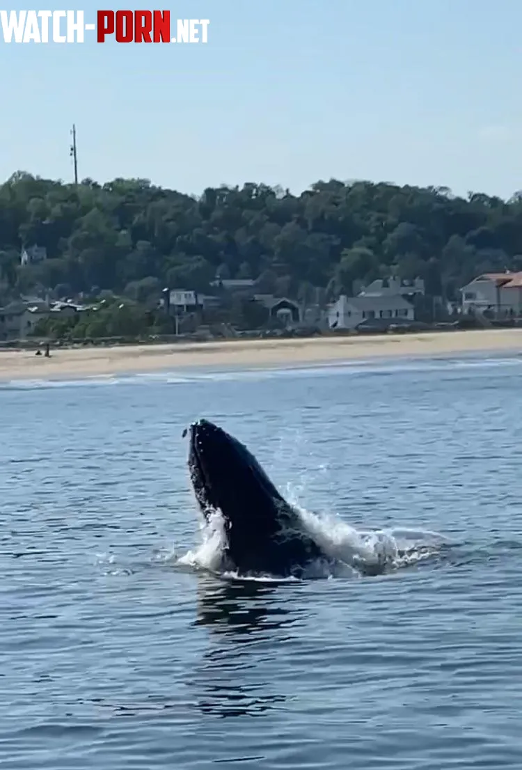 Whales Jersey Shore  by bronxboy59