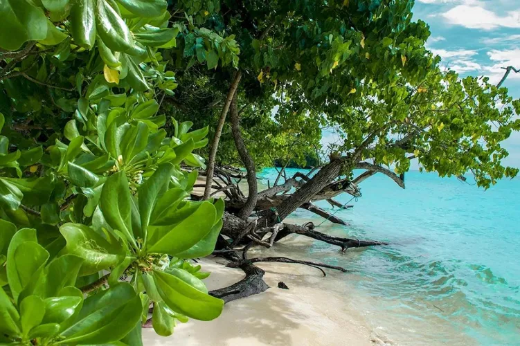 Thumbnail Stock-Olive Captures a Serene Tree on Thailand Beachscape