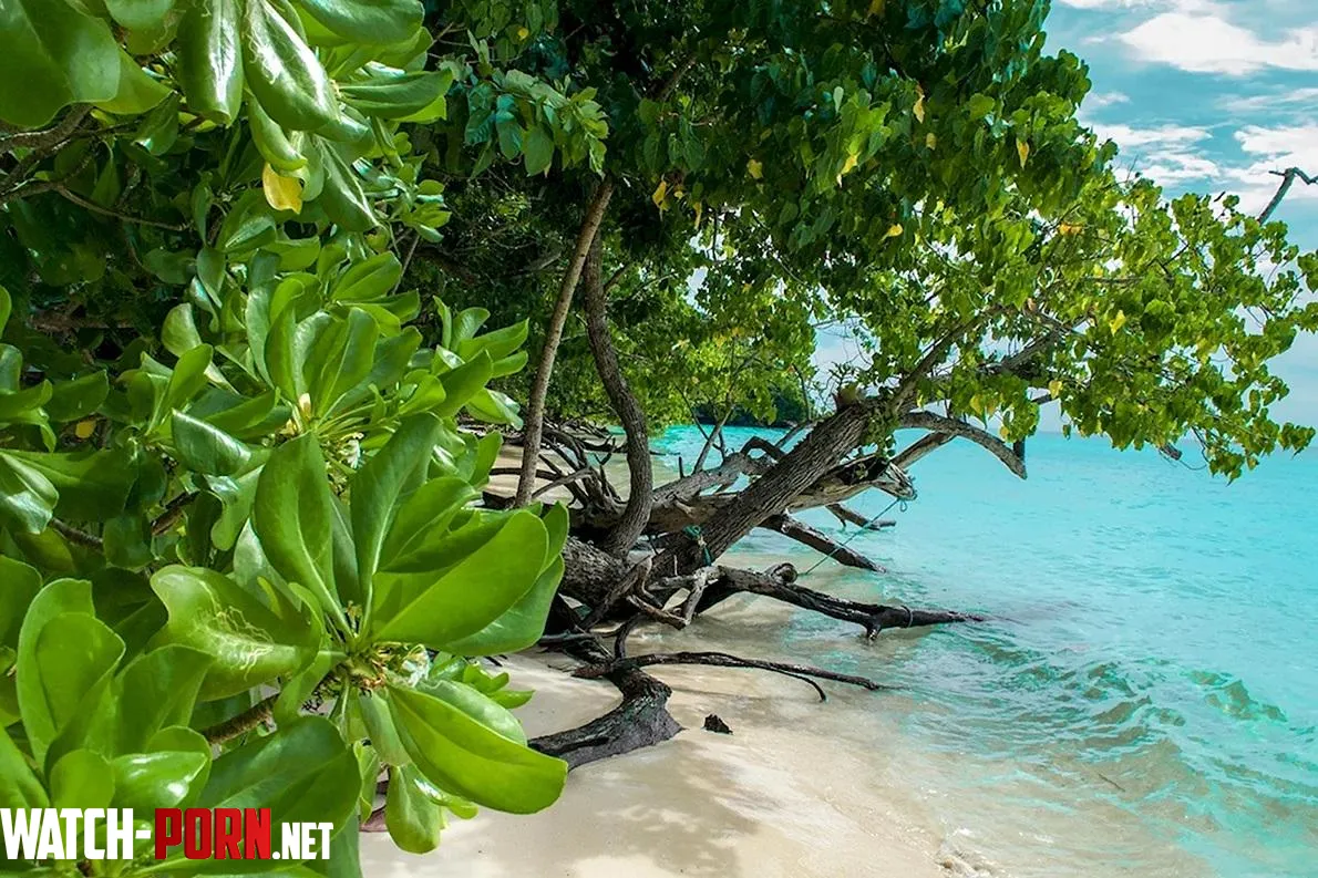 Tree on the beach in Thailand by Stock-Olive