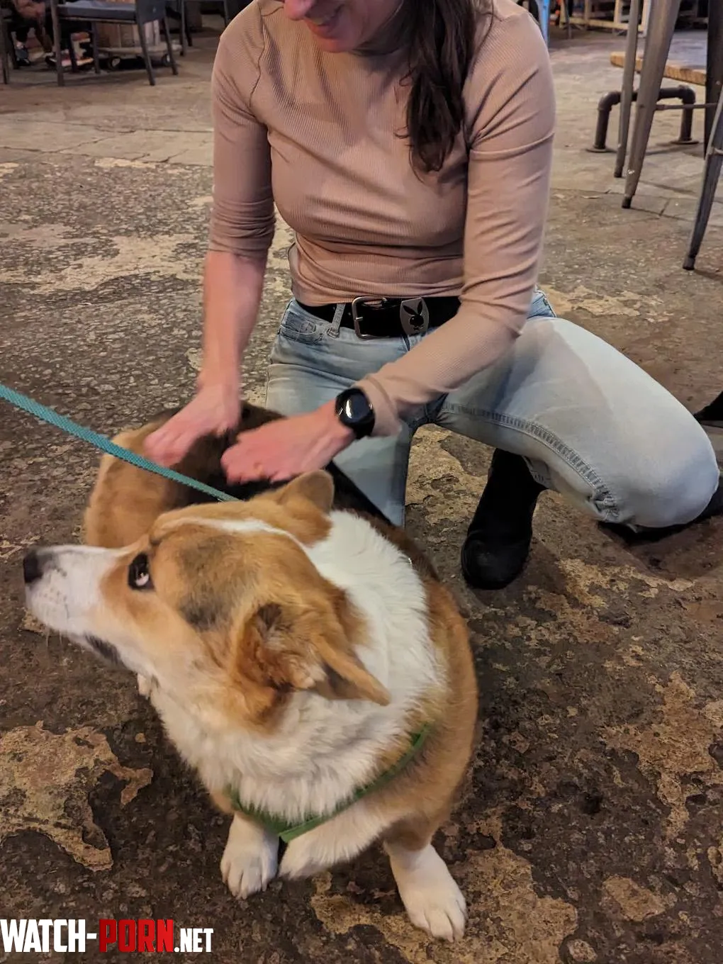Corgis get my attention by nudejew