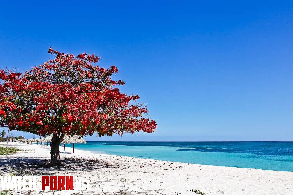 Beautiful tree on the beach in Pattaya by Stock-Olive