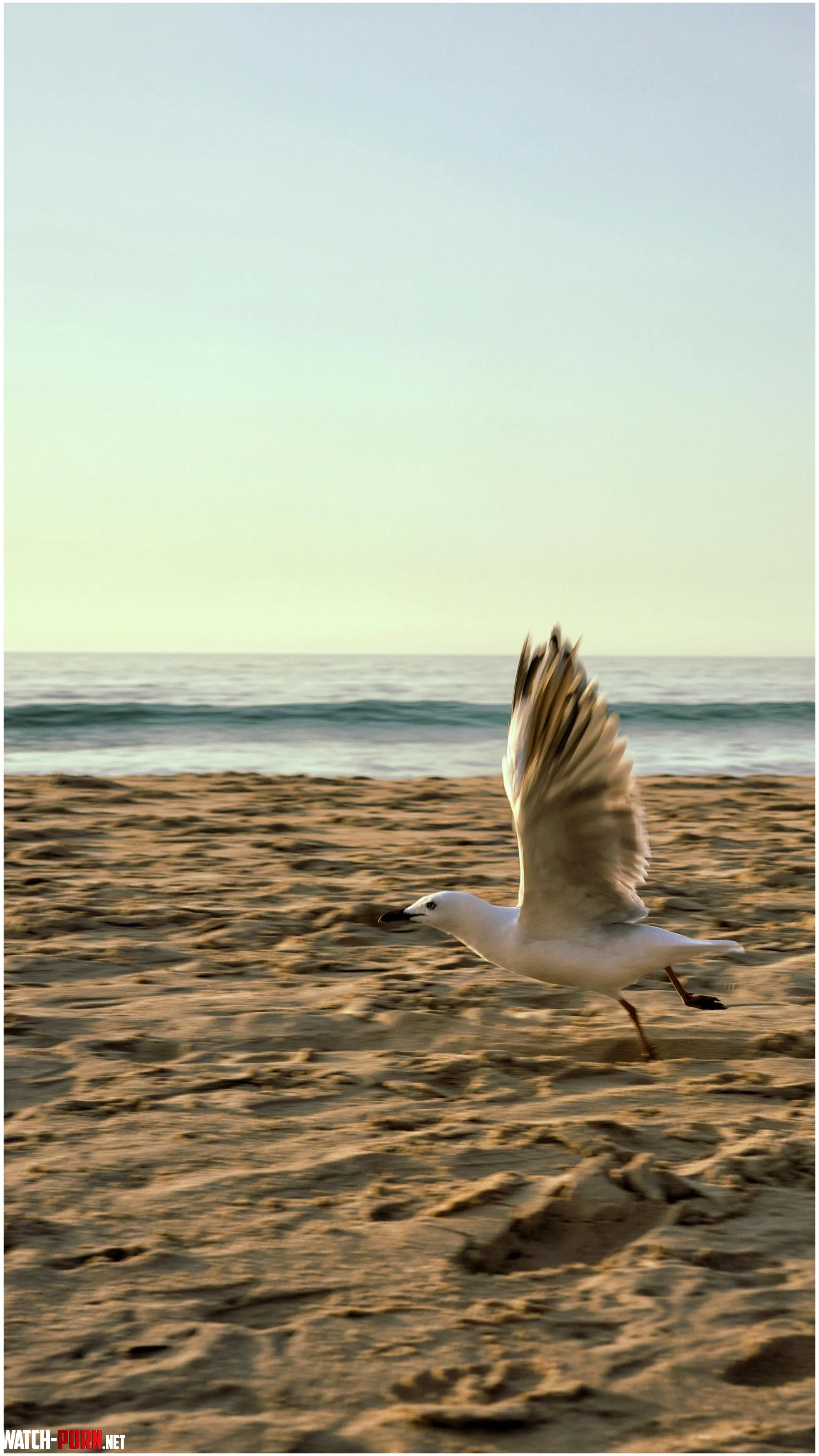 Seagull flight by UnderstandingAny7548