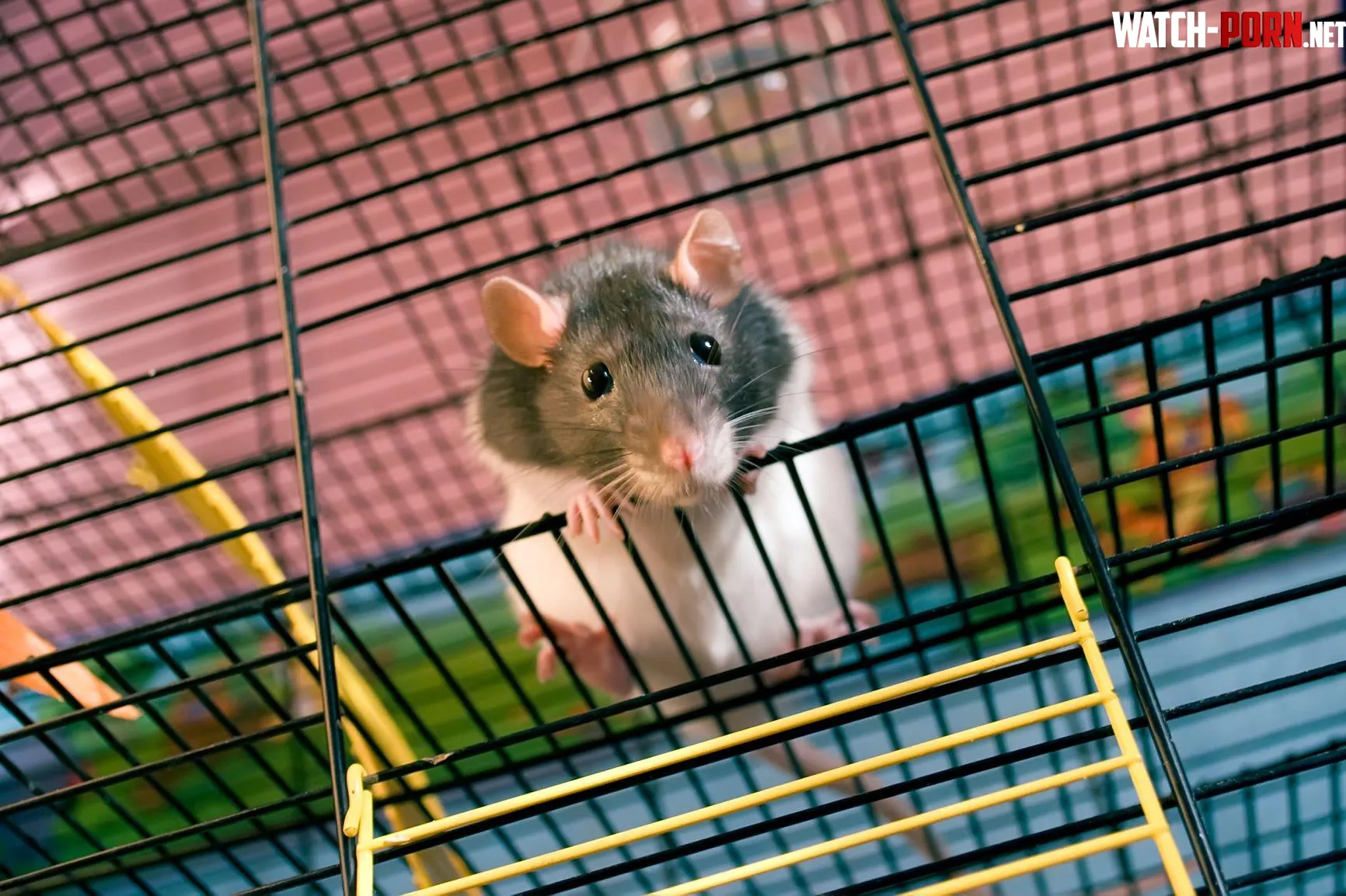 What species stereotype do rats have by otisfrombarnyard