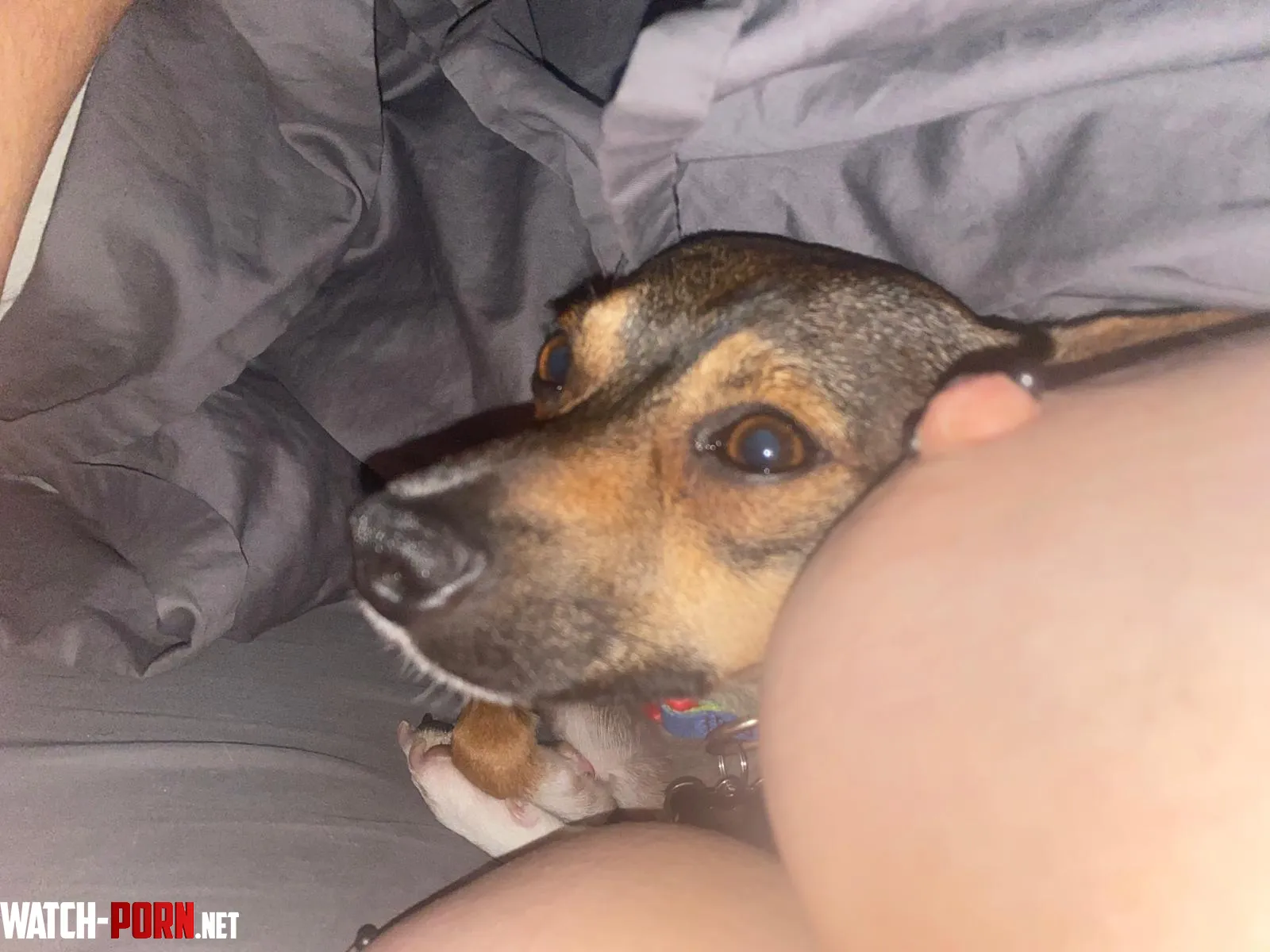 How my dog sleeps every night D by ItsMeEmmaRainey