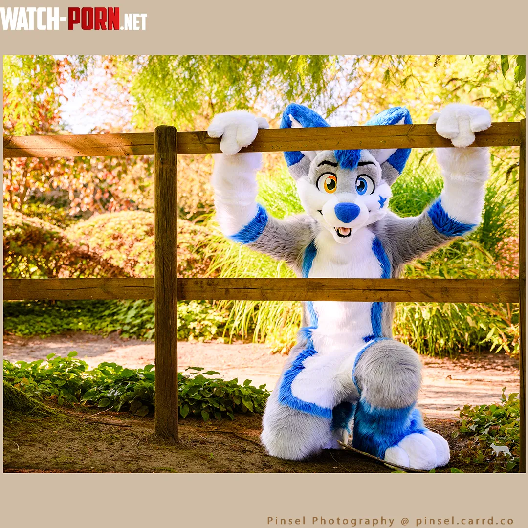 FalkiFox behind a fence photo by me by PinselLuchs