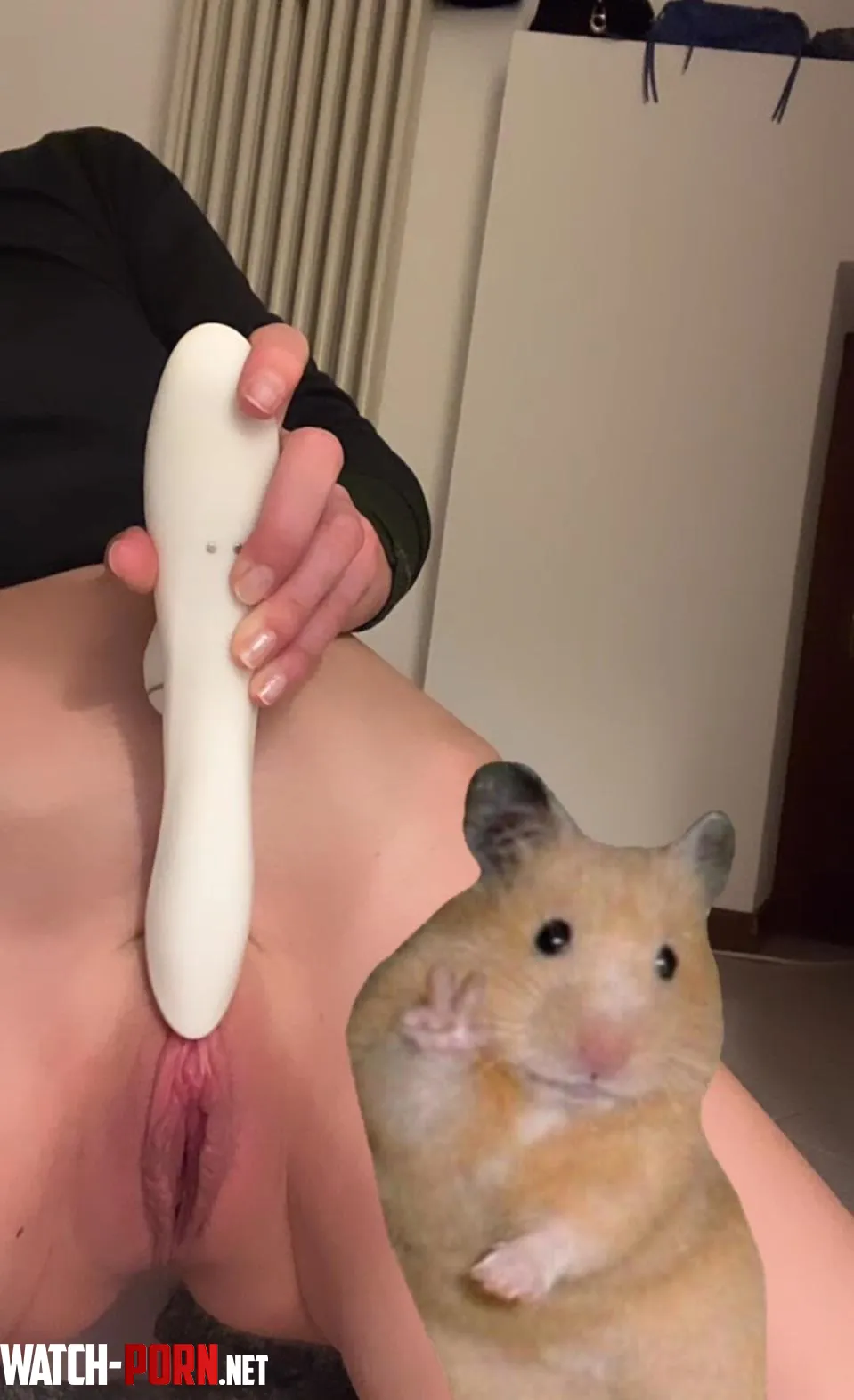 my little hamster wants to say hello  f25 by EvaParisi72