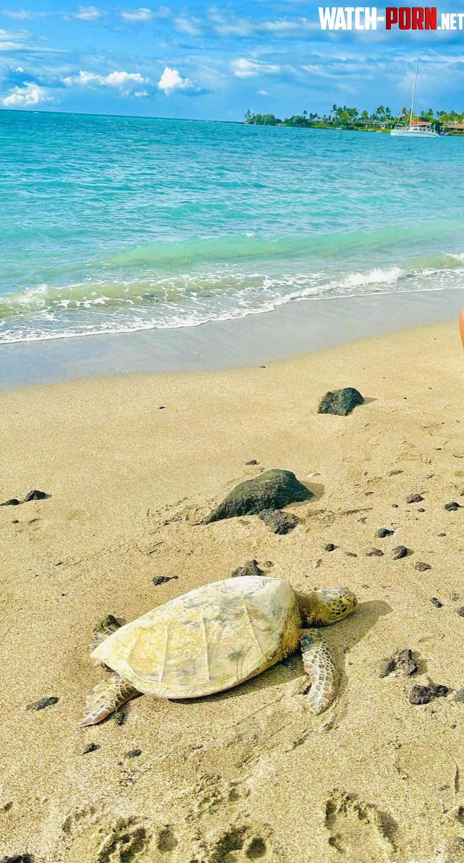 Spotted a turtle soaking up the sun at Waikoloa Beach Hawaii by PaceAccomplished3584