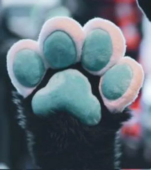 Thumbnail Fursuit Insights: Foxlover63's Curiosity