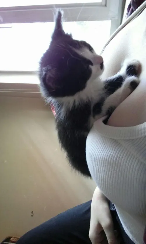 Thumbnail Sensuality Unleashed: Exploring 'Meow' by Think_Tomato_5323