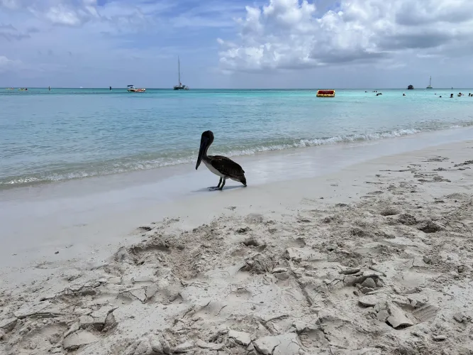 Thumbnail Turks and Caicos Beach Day Delights by BCUSMC69