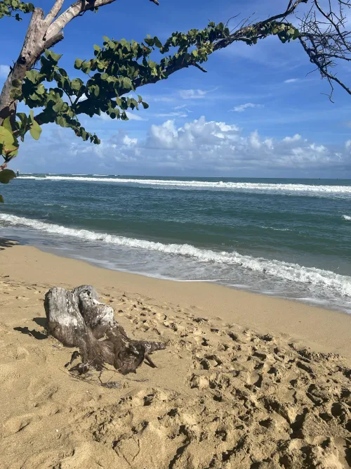 Thumbnail Dominican Beach Vibes: Your Ticket to Tropical Bliss by ChLyKu