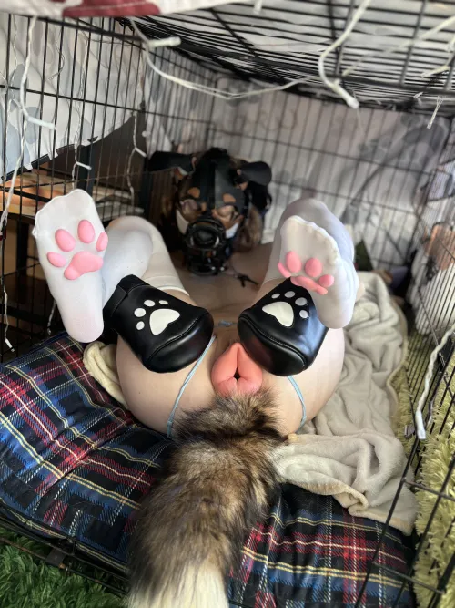 Thumbnail Fun with Kennel Time by apolloshibe_ | petplay