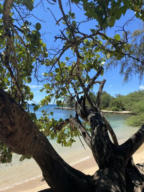 Thumbnail Explore Paradise at Puaena Point Beach Park Hawaii | truecrimejunkie17