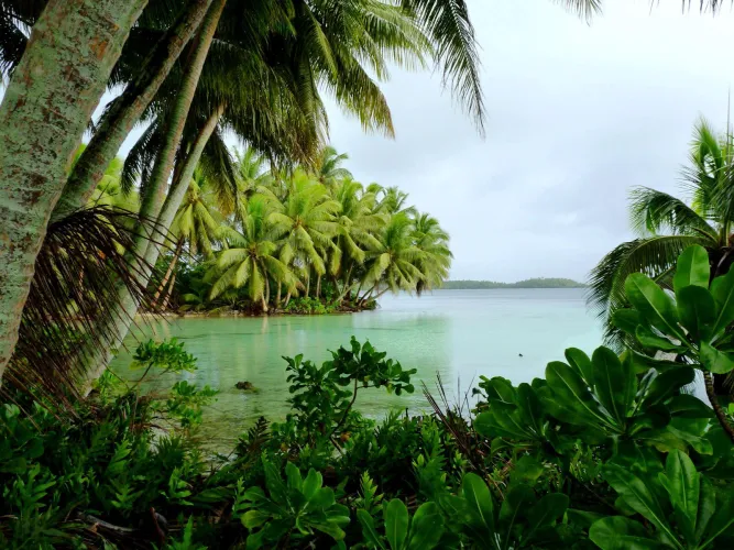 Thumbnail Discovering Palmyra Atoll: A Beach Paradise by colapepsikinnie