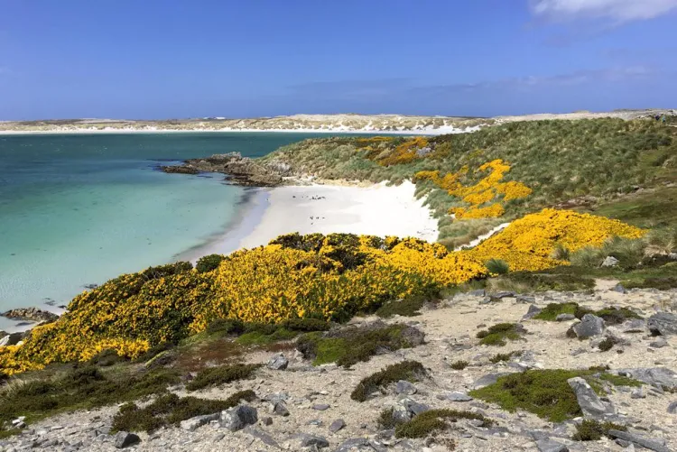 Thumbnail Falkland Islands' White Sand Beach Serenity: A Beach Paradise Revealed by colapepsikinnie