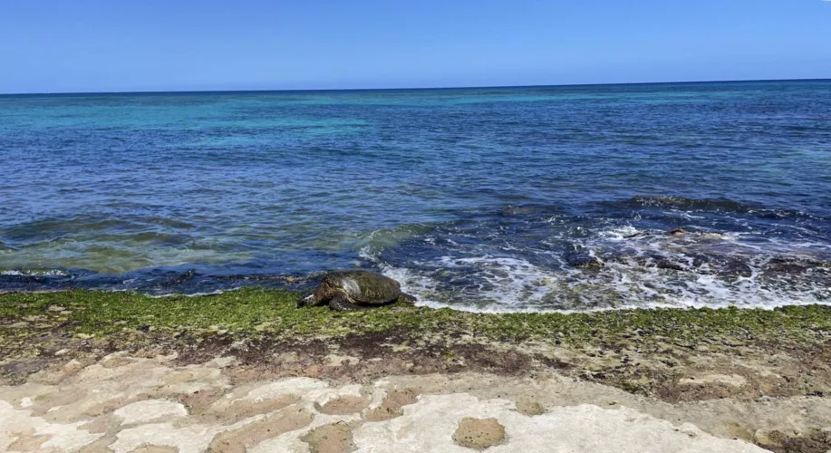 Thumbnail Miss_Stevenson's Marvelous Beach Exploration in Oahu