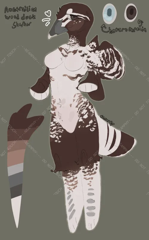 Thumbnail Meet the OC: Australian Wood Duck Adoption - Ok_Room7774 | Furry