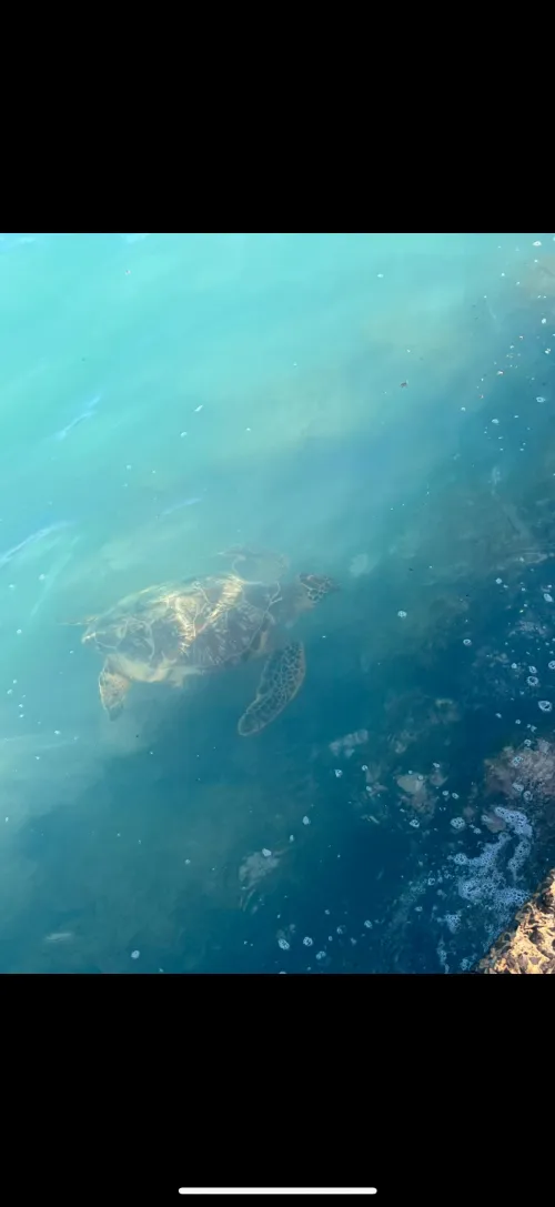 Thumbnail Turtle Encounter at Duke Paoa Kahanamoku Beach by Daturaflora