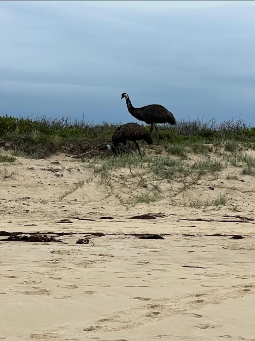 Thumbnail Embrace Nature and Wildlife at Dalmeny Beach, NSW