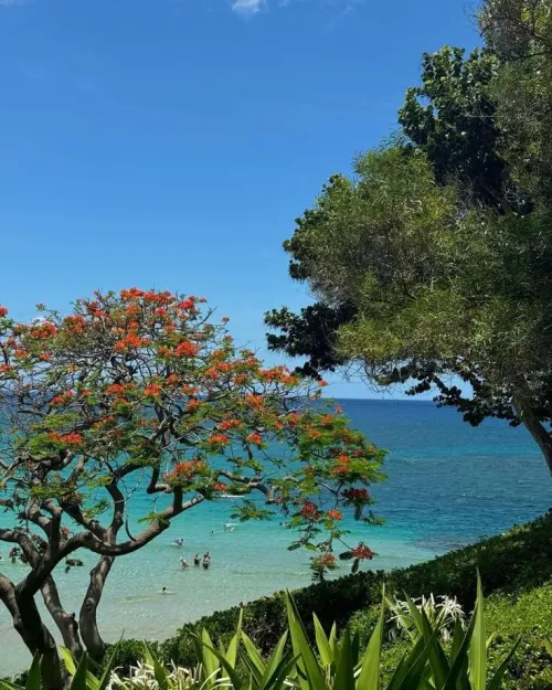 Thumbnail Oahu Hues: Exploring Vibrant Beach Colors by colapepsikinnie