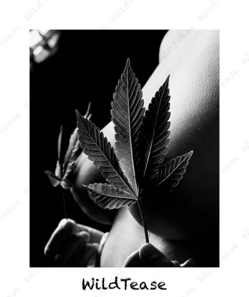 Thumbnail High on Tease: Dive into WildTease's Alluring OC Collection