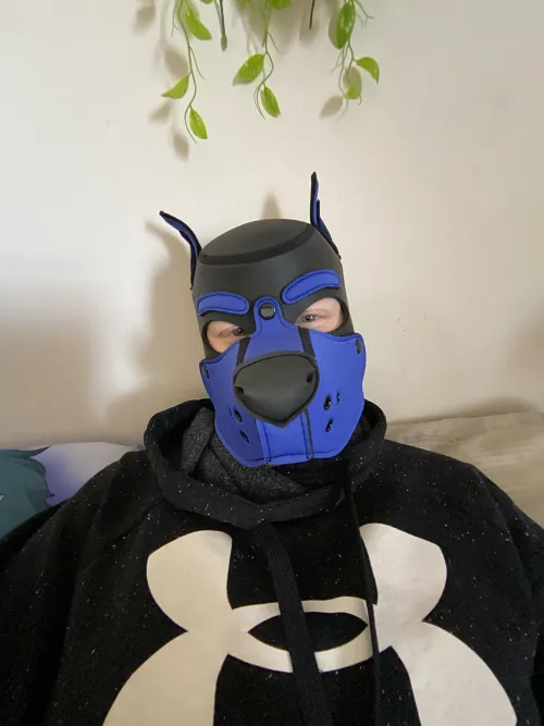 Thumbnail Arff Arff by Zeefur05 | Petplay Category