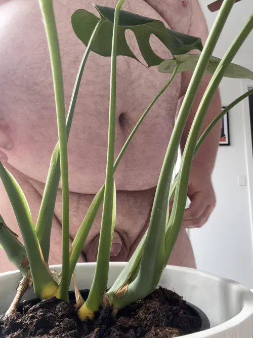 Thumbnail InformalLink9210: Exploring Monstera - The Epitome of Exotic