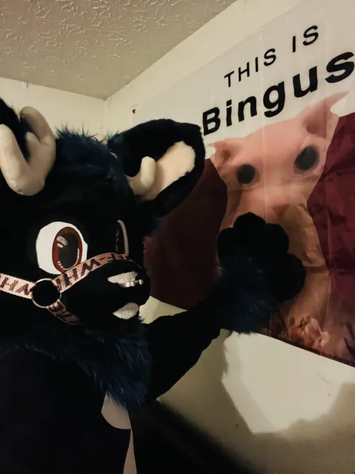 Thumbnail Bingus the Watchful Companion | Intriguing Furry Story