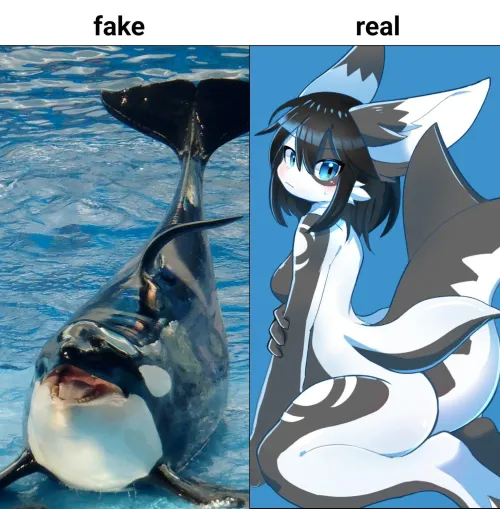 Thumbnail Sharktits Debate: Real vs. Fake with mollylooli's Pipinonopino