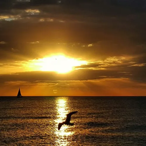 Thumbnail Venice Beach Sunset: A Magical Moment by ChampionshipAdept728