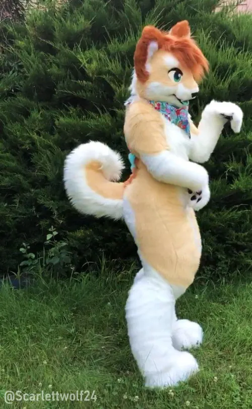 Thumbnail Celebrating Fursuit Friday with scarlettwolf24