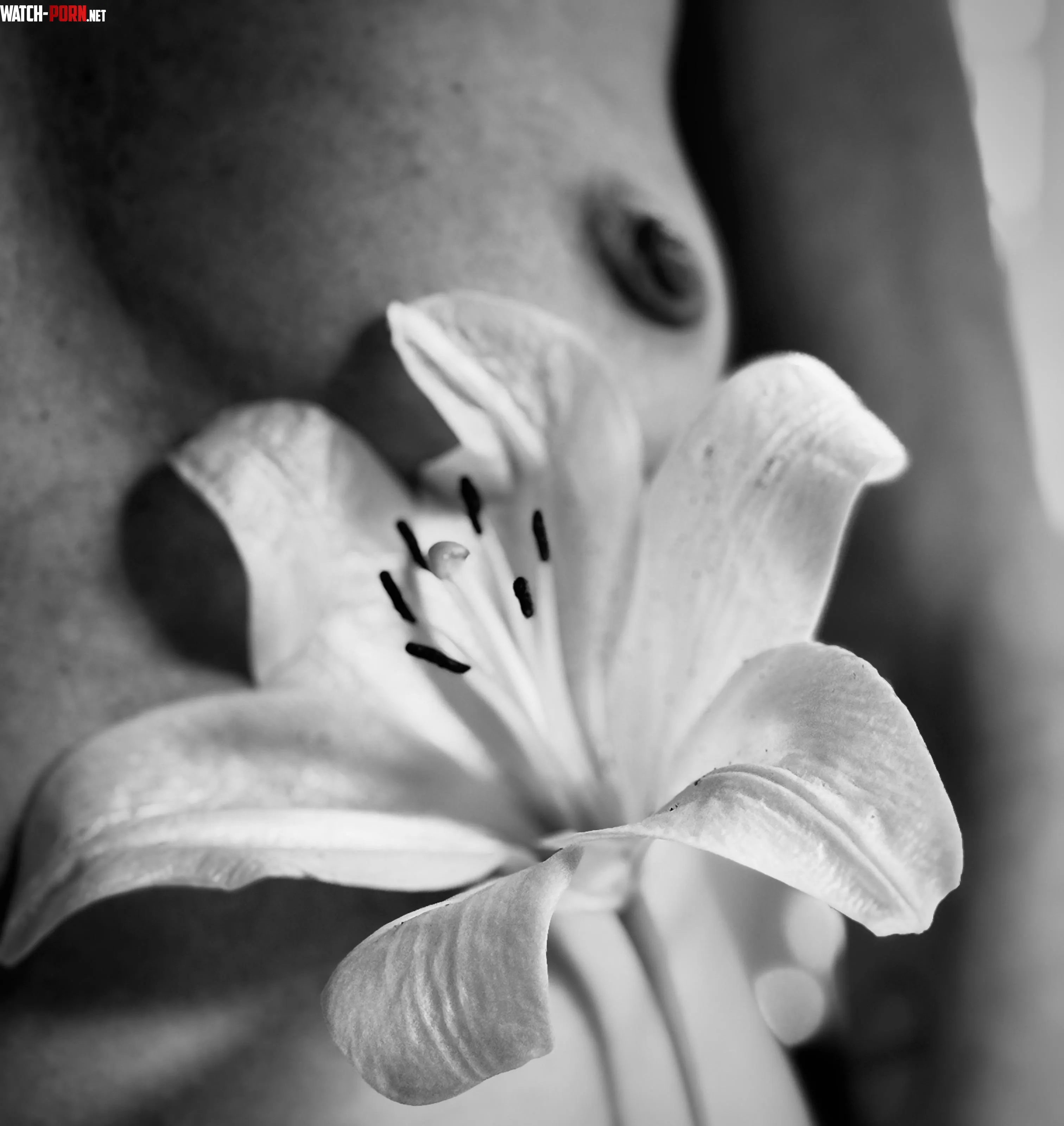 Pretty flower by SpicyTulips69